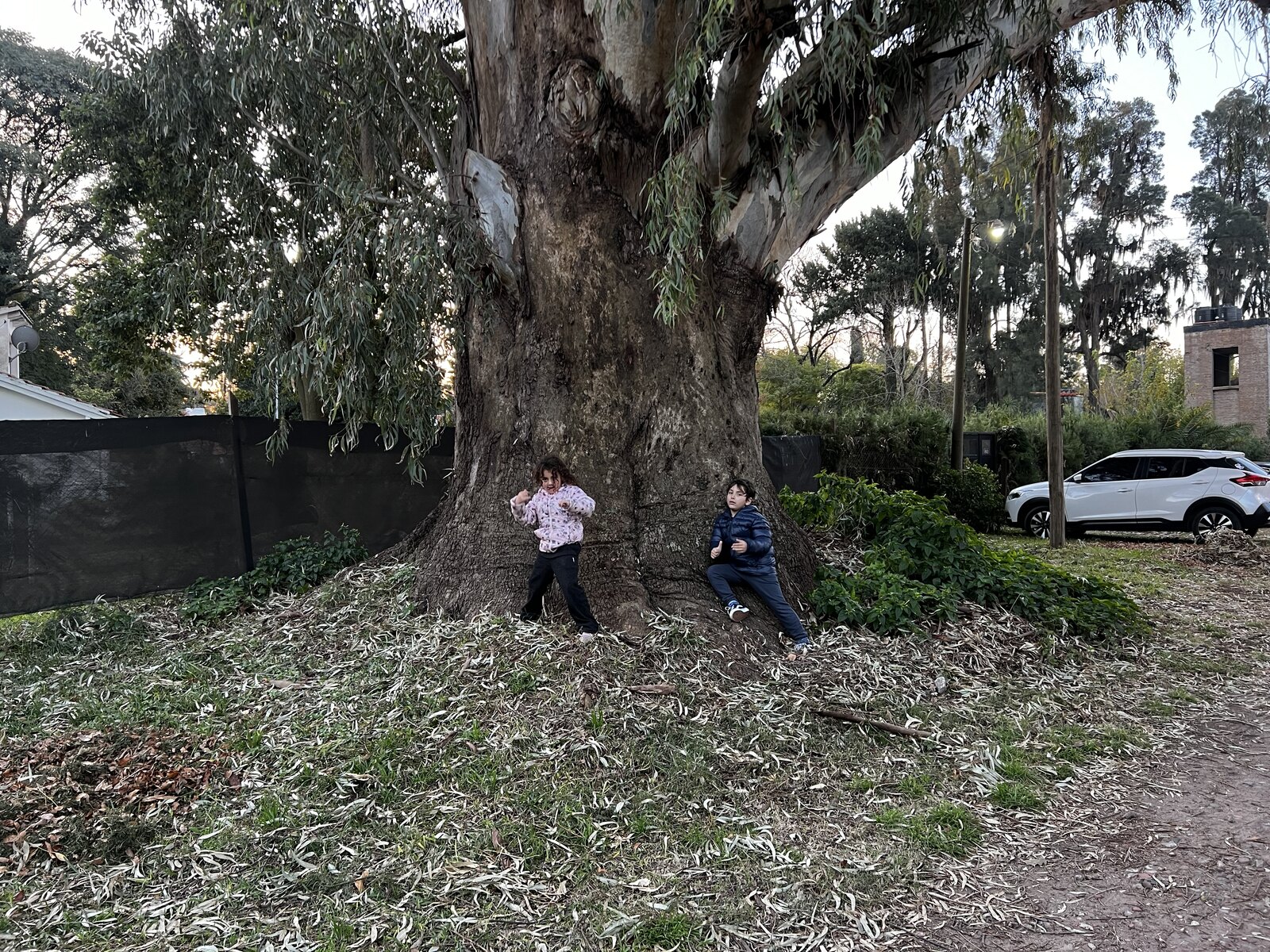 Dos chicos junto al tronco del árbol más grande de Roldán, un eucalipto histórico