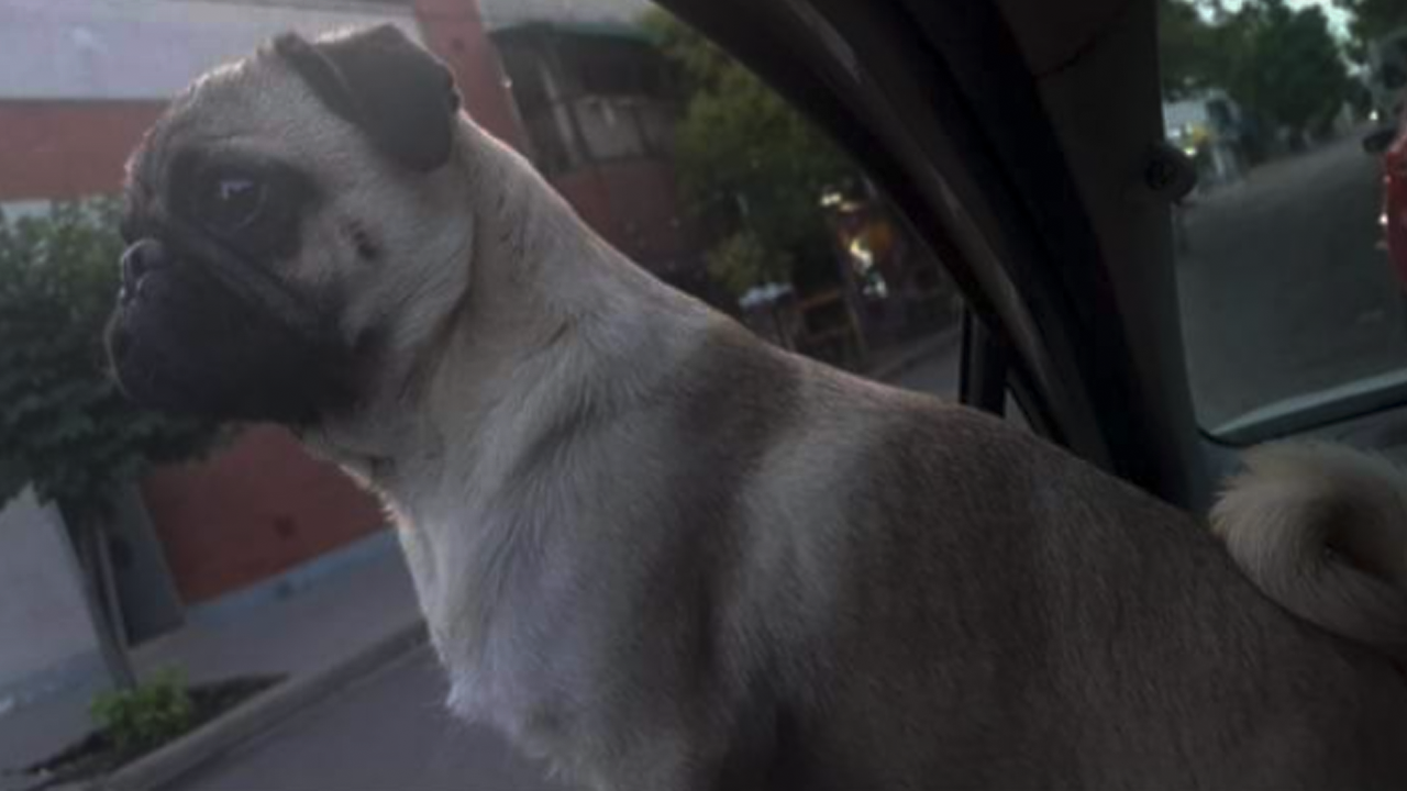 Le entraron a robar y se llevaron a su perrita – Puerto Timbúes