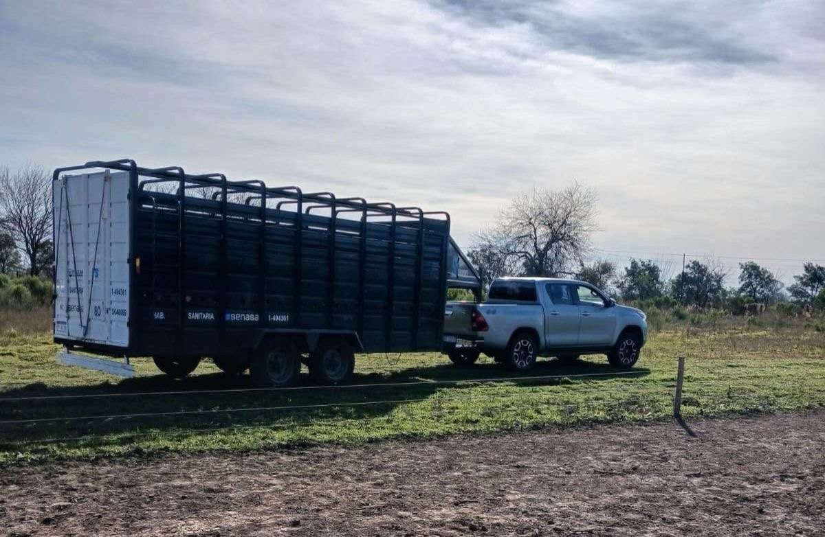 Triquinosis en Ibarlucea: intervinieron un criadero de cerdos y retiraron a todos los animales