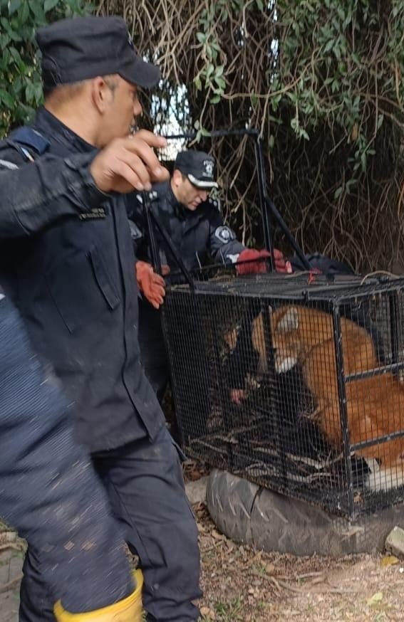 Rescataron un aguará guazú, una especie amenazada, en Puerto General San Martín