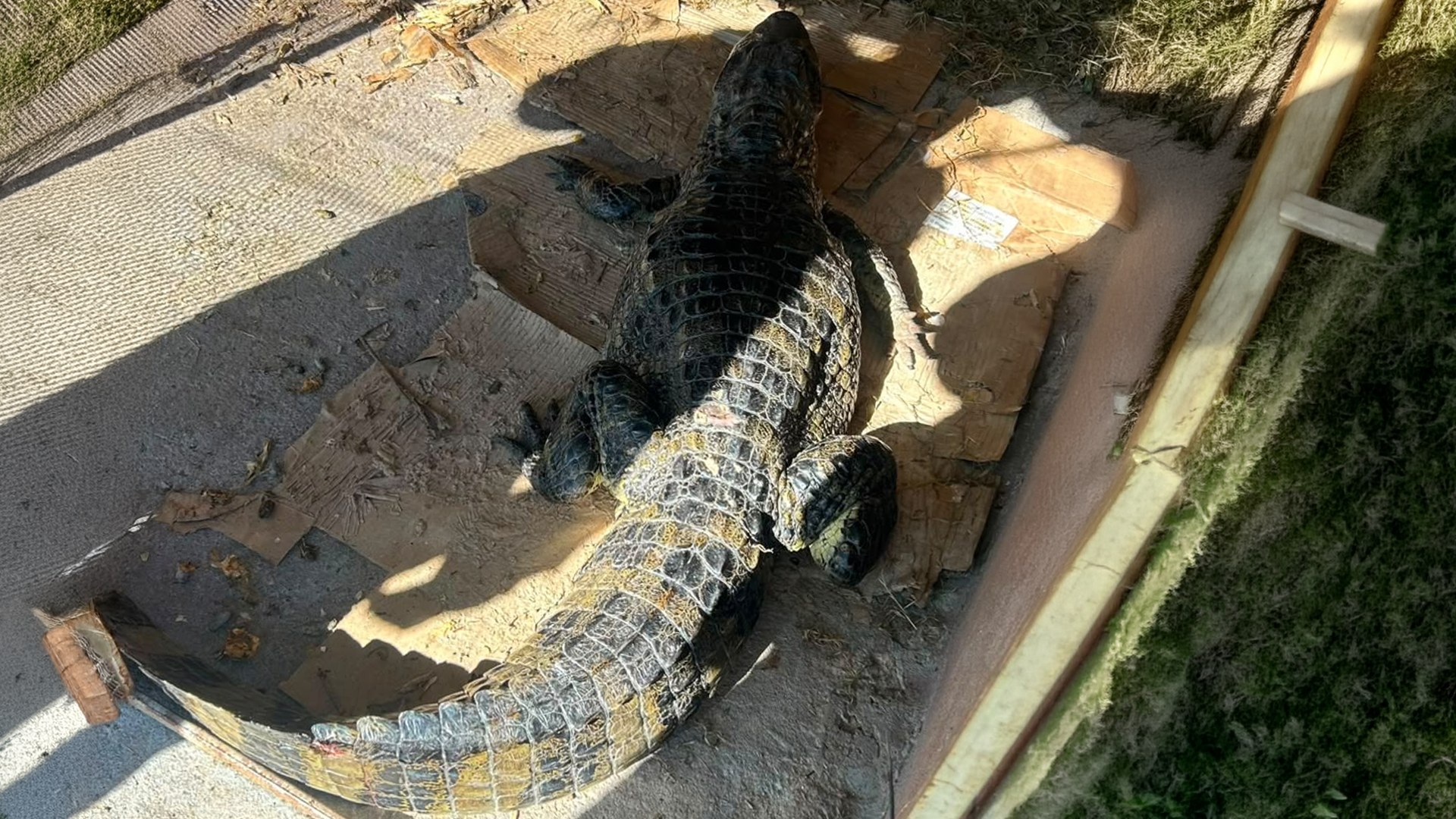 El yacaré negro rescatado por la Brigada Ecológica en la costa del Paraná