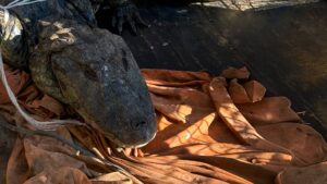 Villa Gobernador Gálvez: rescataron un yacaré negro de dos metros a la vera del Paraná